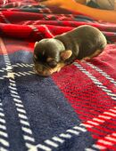 Chihuahua welpen in 71139