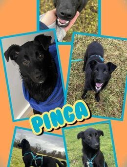 Pinga- schwarze Schönheit! - Nürnberg