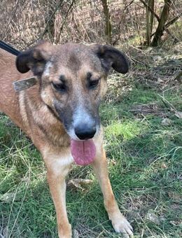 PEPINO-super-sozialer, freundlicher Bub! - Kempen