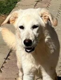 IRIS - ausgesetzt zum Sterben - Regensburg