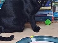 Wunderhübsche Bast stellt sich vor - Margetshöchheim