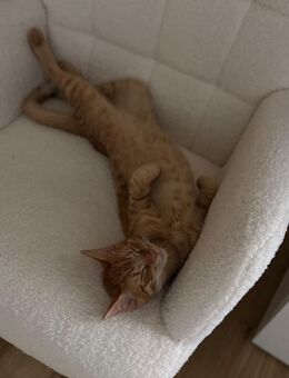 Geliebter Kater ist abzugeben - Berlin