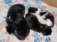 2 Katzenbabys abzugeben - Elmshorn