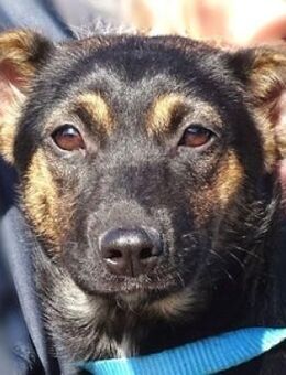 LINA bangt um ihr Leben - Gefrees