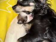 Chihuahua Welpen Wurf vom 21.05.2025 - Bechhofen (Bayern)
