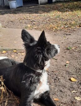 Ich bin es Hope ! Warum sieht mich keiner !!!! Bin ca 9 Monate und warte geduldig auf meine zukünftige Familie - Hohe Börde