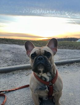 Französische Bulldogge Gaucho - Büdingen