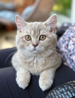 bkh kater geimpft! - Gelsenkirchen