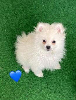 knuffige Zwergspitz Pomeranian mit Ahnentafel - Hof