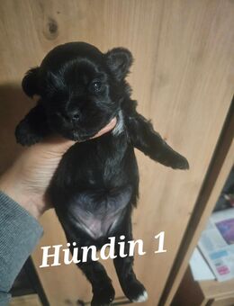 Zuckersüße Maltipoo-Welpen - Osnabrück