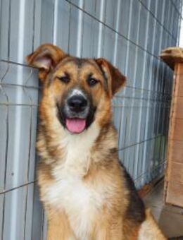 Jung Hündin Inna - Rambin