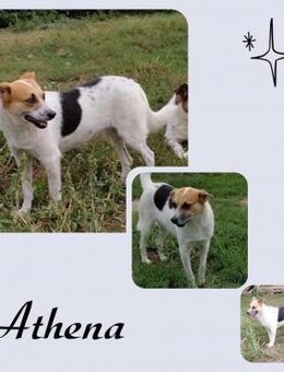 Athena - Köln