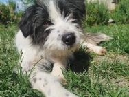 Zuhause gesucht!🙏💕 - Bürstadt