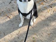 Lucky *laika* - Berlin