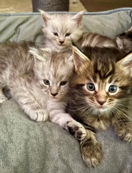 Maine Coon Kitten mit Stammbaum - Malente