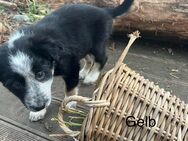 Border Collie Welpen - Elsteraue