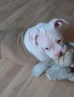 Verkaufe den letzten bully welpen - Eisleben (Lutherstadt)