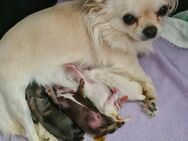 Chihuahua Welpe - Verl