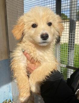 Luisanna wartet im städtischen Canile - Bad Vilbel