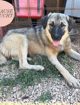 Menschenbezogene KALAHARI sucht ZH ❤️ - Saarbrücken