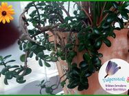 ♥ Geldbaum Crassula Ovata – Jadestrauch, pflegeleicht. Glücksbaum, Tulpenstolz,Dickblatt,Pfennigbaum,Sukkulente, Feng Shui, Reichtum - Hamburg