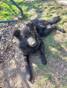 BAKU - geb.ca. 04/2022 - Schäferhund Mix - Schönaich