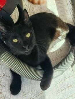 Gabriel in Bulgarien - Ingolstadt