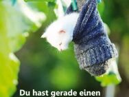 Christliches A1-Poster – Kätzchen im Socken - Schaukasten Ideen mit Plakaten - Wilhelmshaven Zentrum