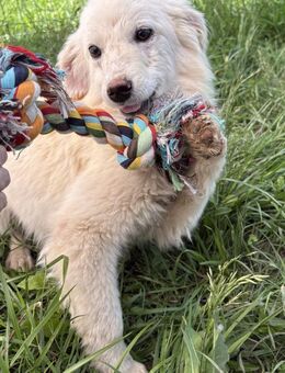 Erna - verspielt und neugierig - Westerholt