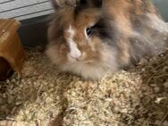 Kaninchen suchen ein neues Zuhause - Erlensee Zentrum