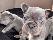 Premium Französische Bulldoggen Welpen *Blue* - Espelkamp