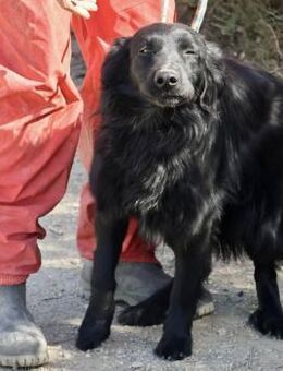 Eddie, gutmütig, lernfreudig,sehr sozial - Westerholt