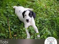 Tobi: Hundekind sucht ein Zuhause - Kirchzell