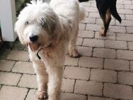 Akai sucht ein aktives Zuhause - München