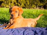 Zuckersüße Labrador Welpen - Schwalmstadt