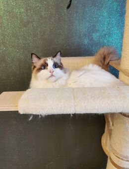 Ragdoll Kitten mit Stammbaum ab sofort - Gochsheim