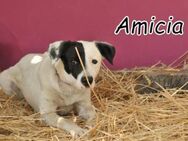 Amicia möchte dich als Familie - Essingen (Rheinland-Pfalz)