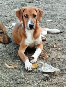 IRA - neugierig, lieb und ein Freigeist - Aerzen