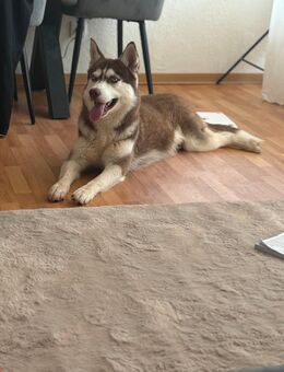 1 jähriger Deckrüde Siberian Husky - Köln