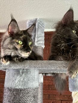 💖 Zwei Maine-Coon-Geschwister suchen ein liebevolles Zuhause 💖 - Ulm