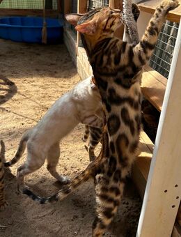 Bengal Jung Tiere(Kastriert) suchen ihr perfektes zu Hause - Wriezen