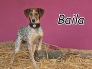 Haben Sie ein Plätzchen für Baila?? - Essingen (Rheinland-Pfalz)