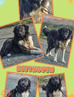 XL Schmuser Rüde Beethoven sucht Zuhause - Nürnberg