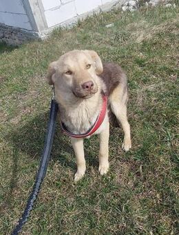 Süße Frieda❤ sucht liebevolles Zuhause - Seggebruch
