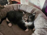 2 Bkh Main Coon Mix Kitten - Groß Luckow