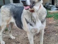Wasko 12/22 - KumpelHund sucht Kumpel - Heppenheim (Bergstraße)