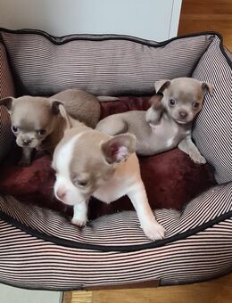 Chihuahua welpen Kurzhaar Apfelkopfform - Hanau (Brüder-Grimm-Stadt) Wolfgang