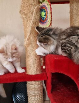 Norwegische Waldkatze, Kater abzugeben! - Frauenstein Zentrum