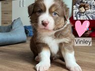 Australian Shepherd Welpen - Rheine