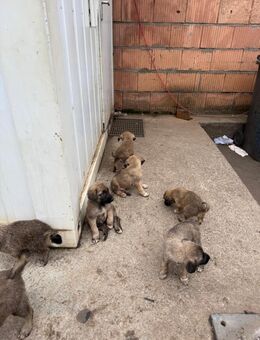 Kangal Welpen zu verkaufen - Dortmund